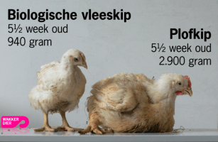 piepvandaag-biologisch-vs-plofkip