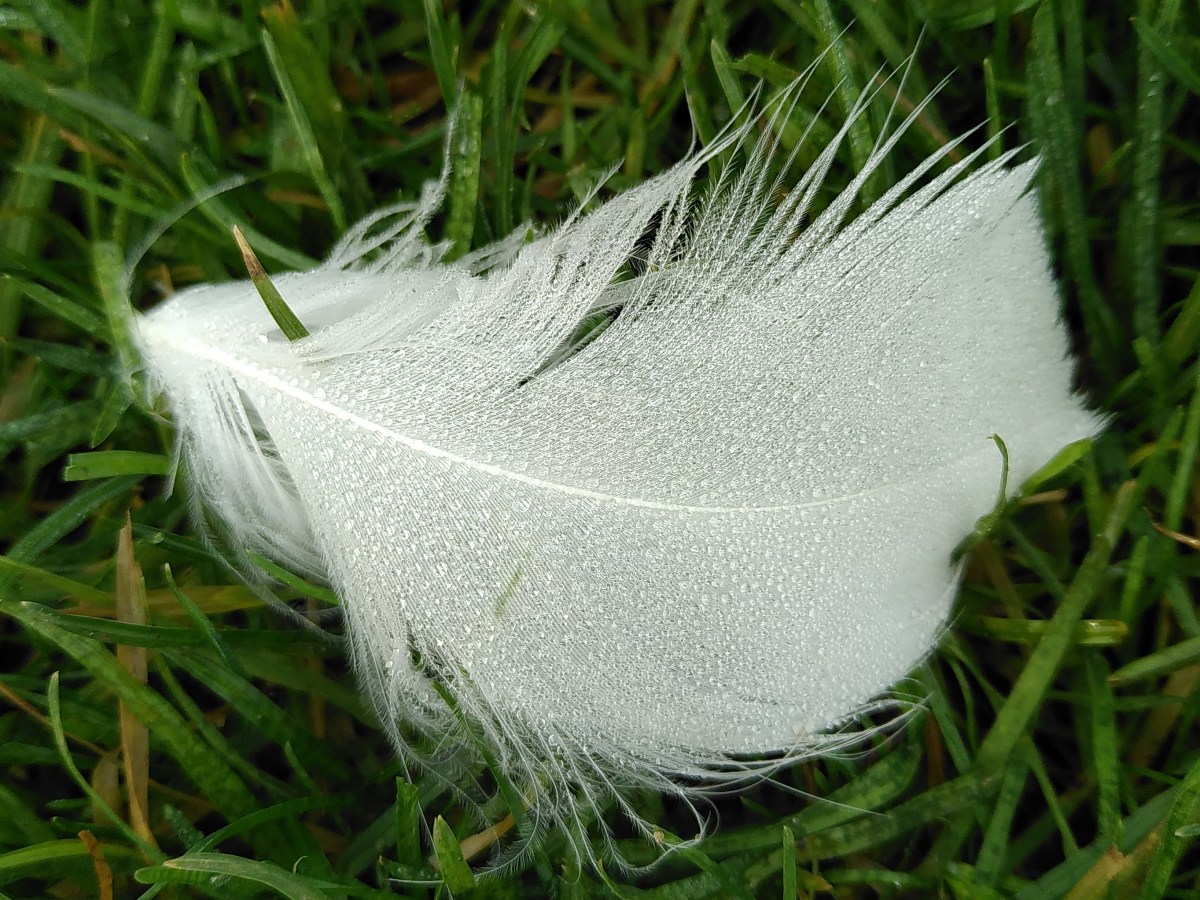 Vluchten in vogels kan niet&nbsp;meer