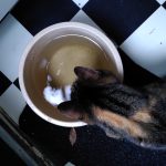 Kat drinkt uit emmertje regenwater